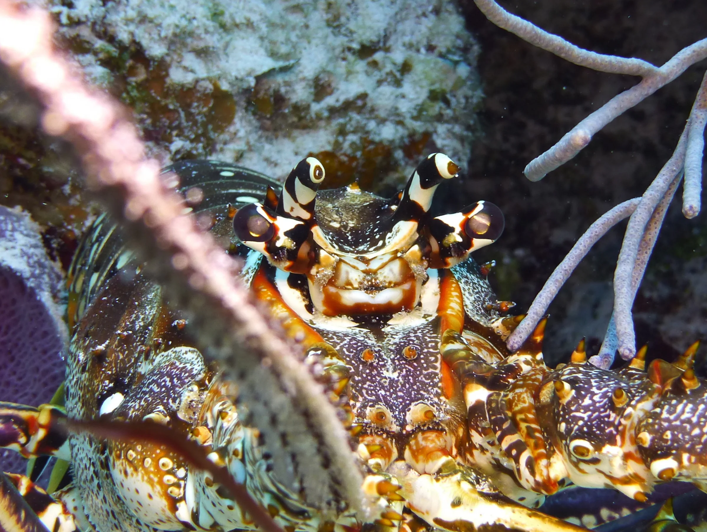 Lobster, Cozumel, 2014