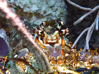 Underwater photograph by Joel Bergsma