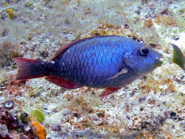 Blue Parrotfish