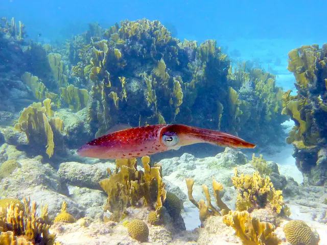 Underwater photograph by Joel Bergsma