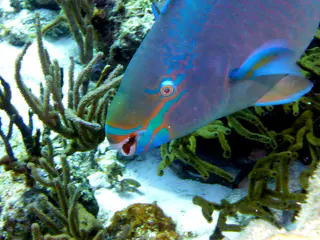 Underwater photograph by Joel Bergsma