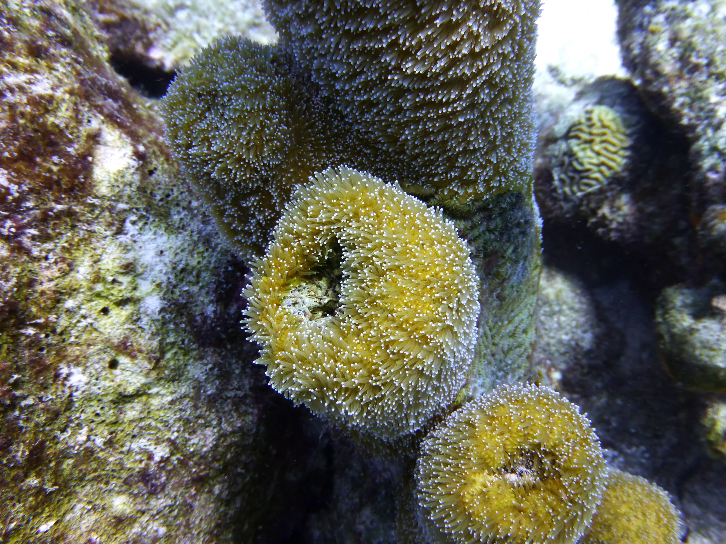 Bonaire underwater photograph, 2013
