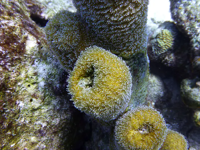 Underwater photograph by Joel Bergsma