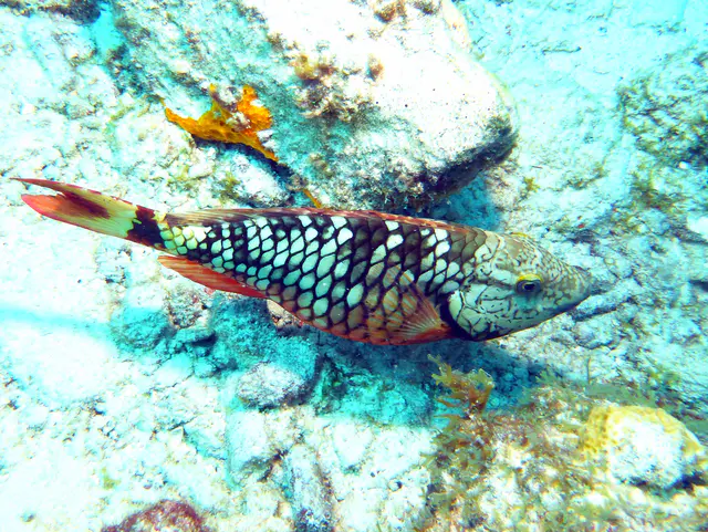 Underwater photograph by Joel Bergsma