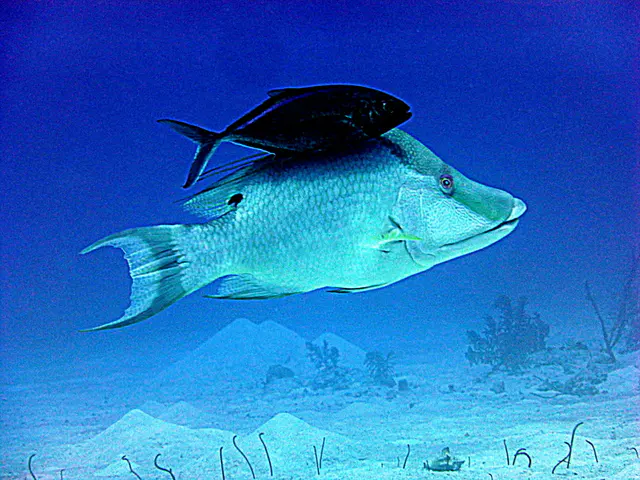 Underwater photograph by Joel Bergsma