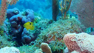 Underwater photograph by Joel Bergsma