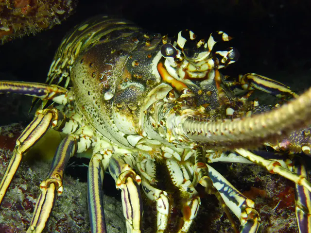 Underwater photograph by Joel Bergsma