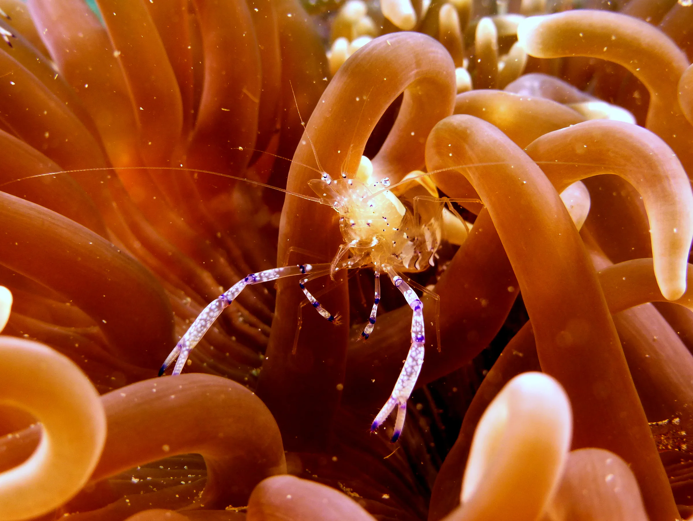 Shrimp, Philippines, 2014