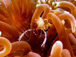 Underwater photograph by Joel Bergsma