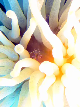 Underwater photograph by Joel Bergsma