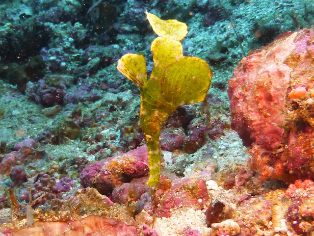 Underwater photograph by Joel Bergsma