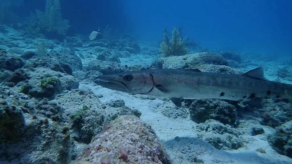 Barracuda