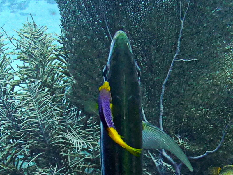 Spanish Hogfish, Cayman Islands, 2014