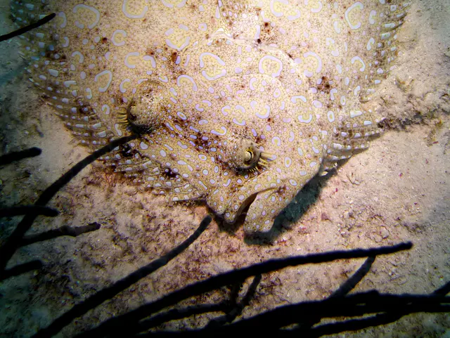 Underwater photograph by Joel Bergsma