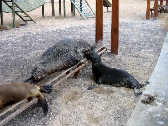 A Sea Lion pup breast feeds while the sand covered mother snoozes on a park bench.  Puerto Baquerizo Moreno, San Cristobal Island.