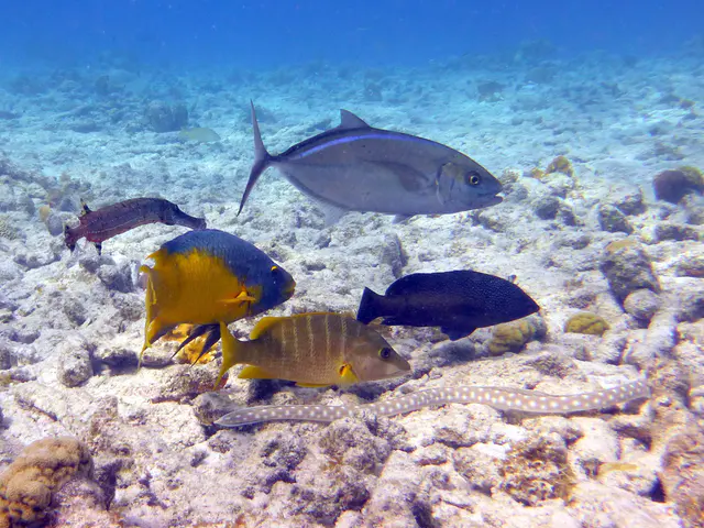 Underwater photograph by Joel Bergsma