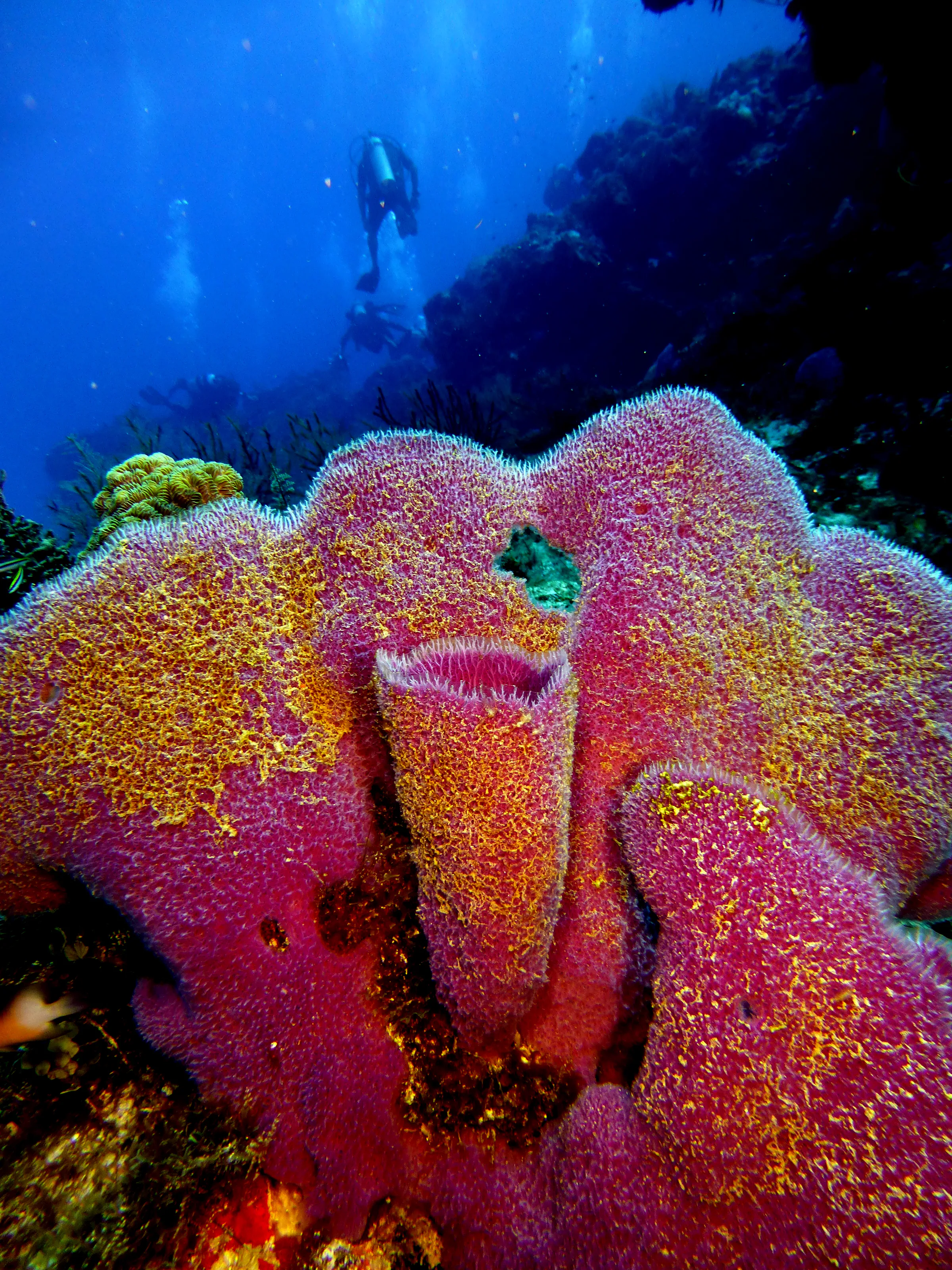 Cozumel underwater photograph, 2014