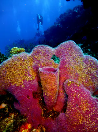 Underwater photograph by Joel Bergsma