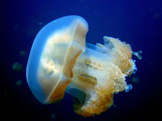 Golden Jellyfish.