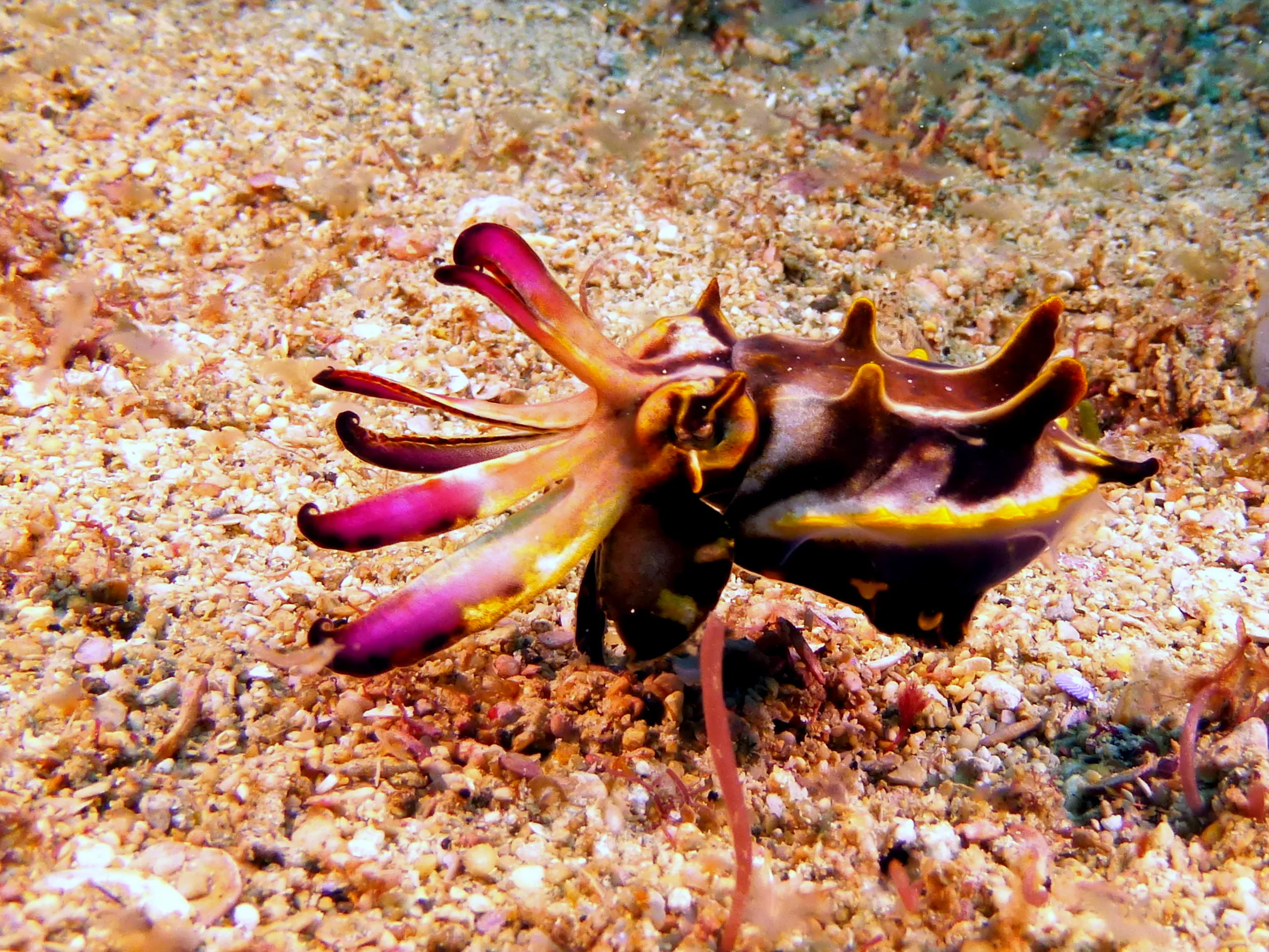 Philippines underwater photograph, 2014