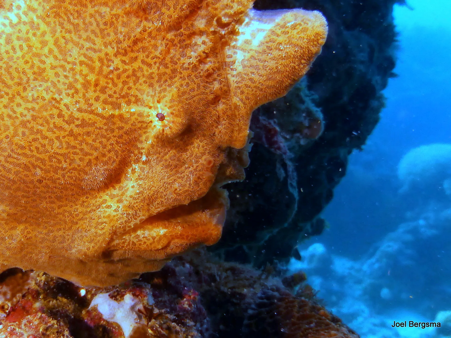 Frogfish, Philippines, 2017