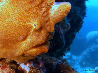 Underwater photograph by Joel Bergsma
