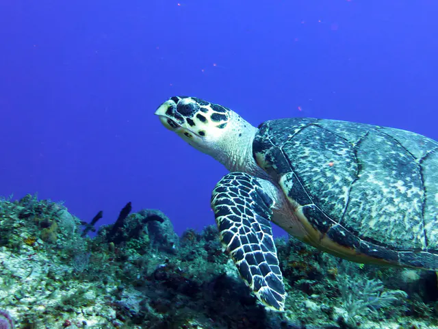 Underwater photograph by Joel Bergsma