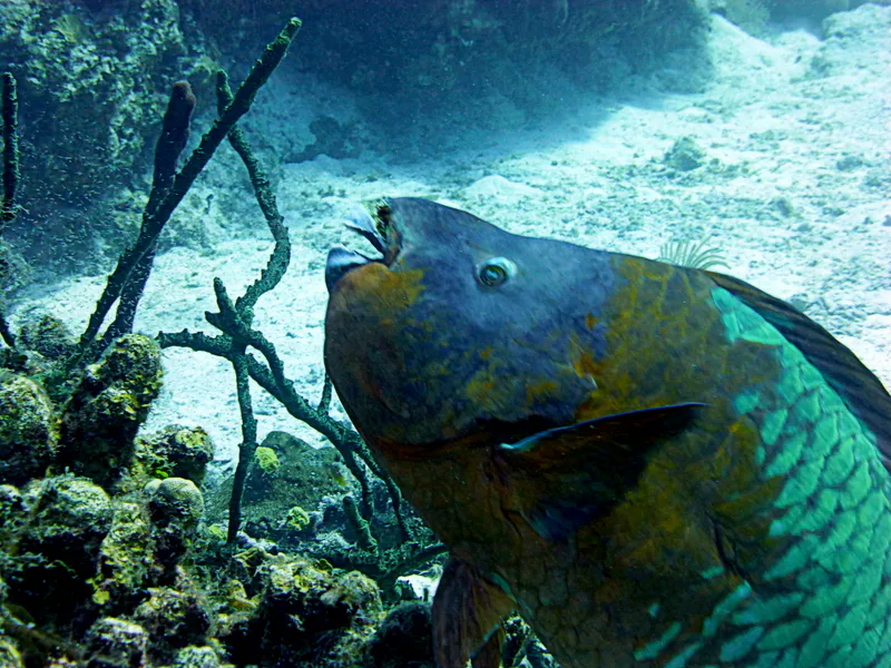 Parrotfish, Cayman Islands, 2014