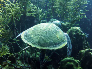 Underwater photograph by Joel Bergsma
