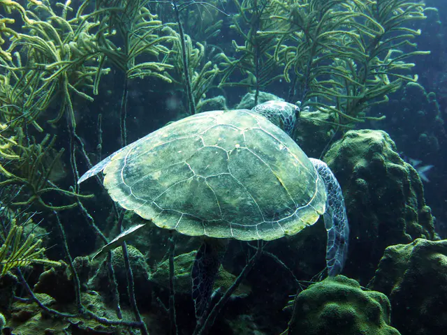 Underwater photograph by Joel Bergsma