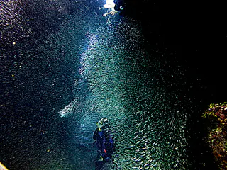Underwater photograph by Joel Bergsma