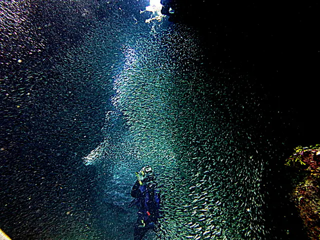 Underwater photograph by Joel Bergsma