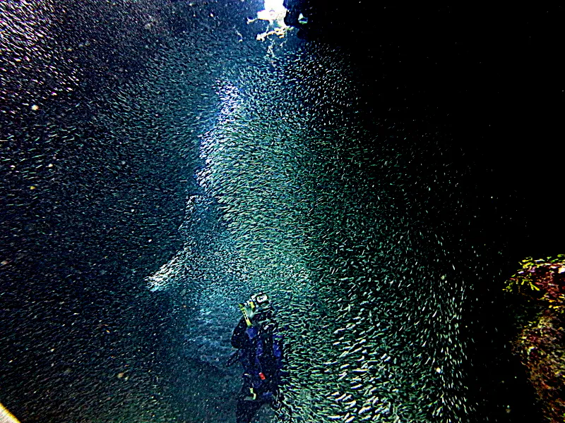 Silversides, Cayman Islands, 2014