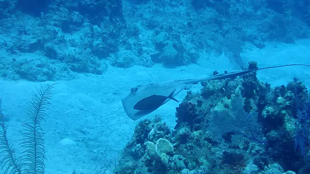 Southern Stingray with Symbiotic Jack