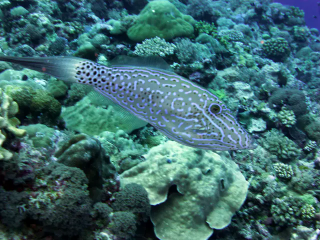 Underwater photograph by Joel Bergsma