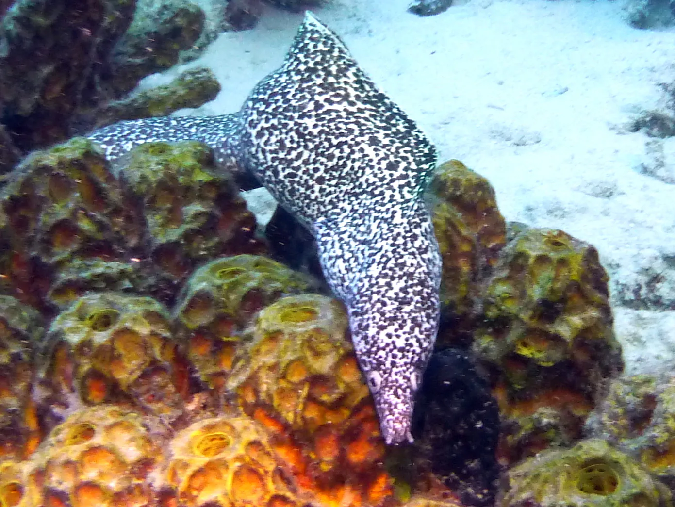 Spotted Moray Eel, Bonaire, 2013