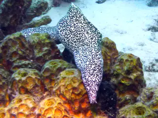 Underwater photograph by Joel Bergsma