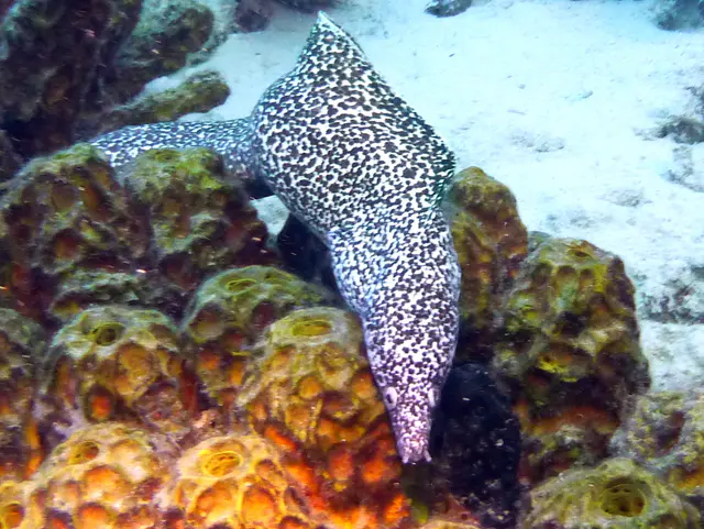 Underwater photograph by Joel Bergsma