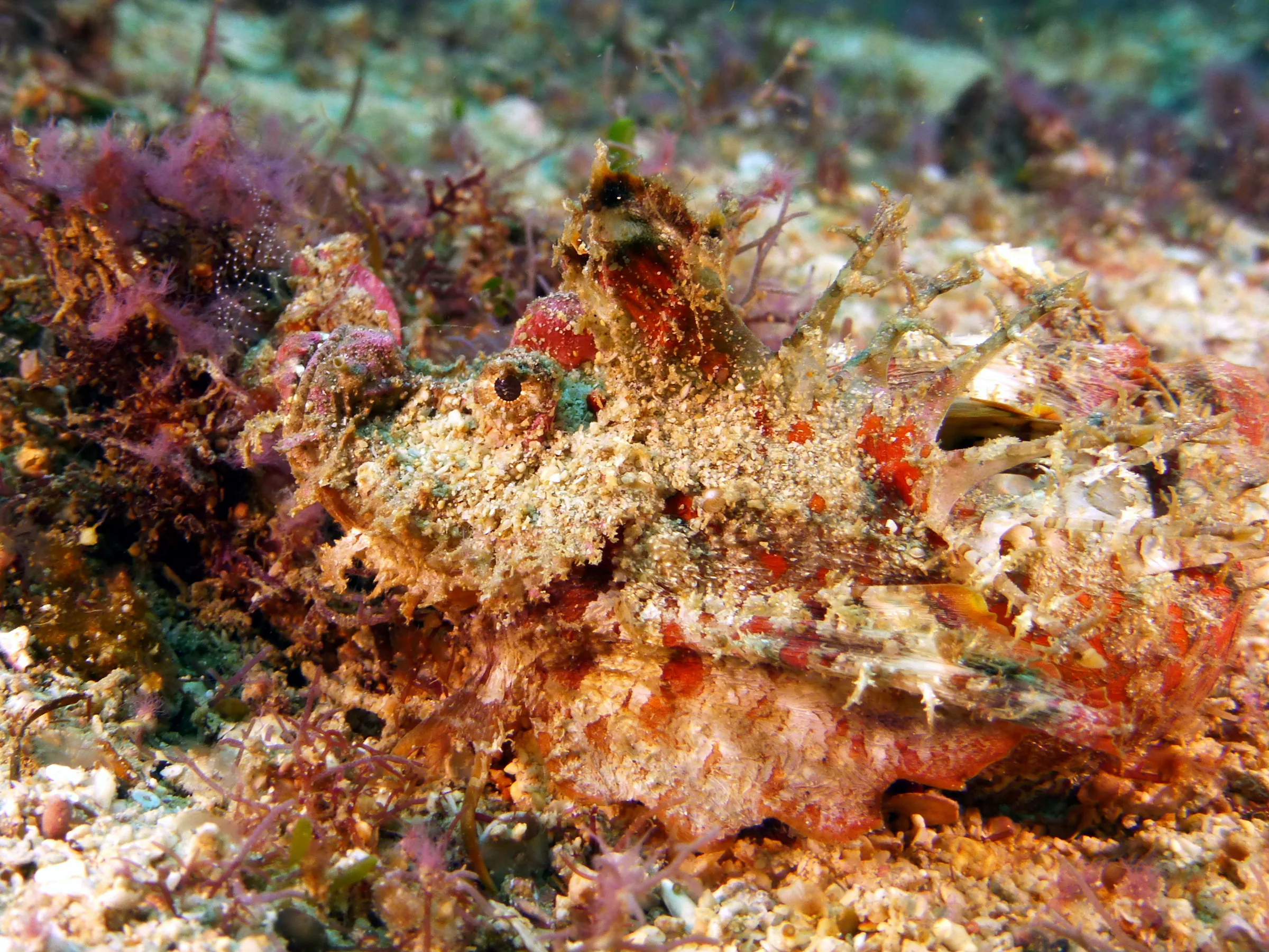 Scorpionfish, Philippines, 2014