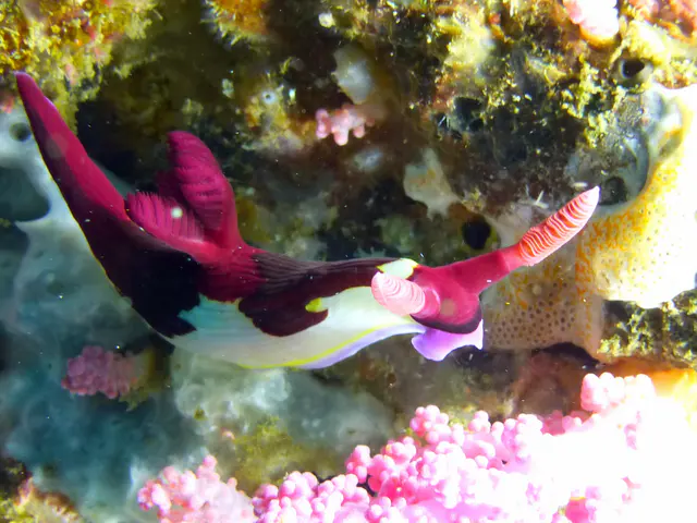 Underwater photograph by Joel Bergsma