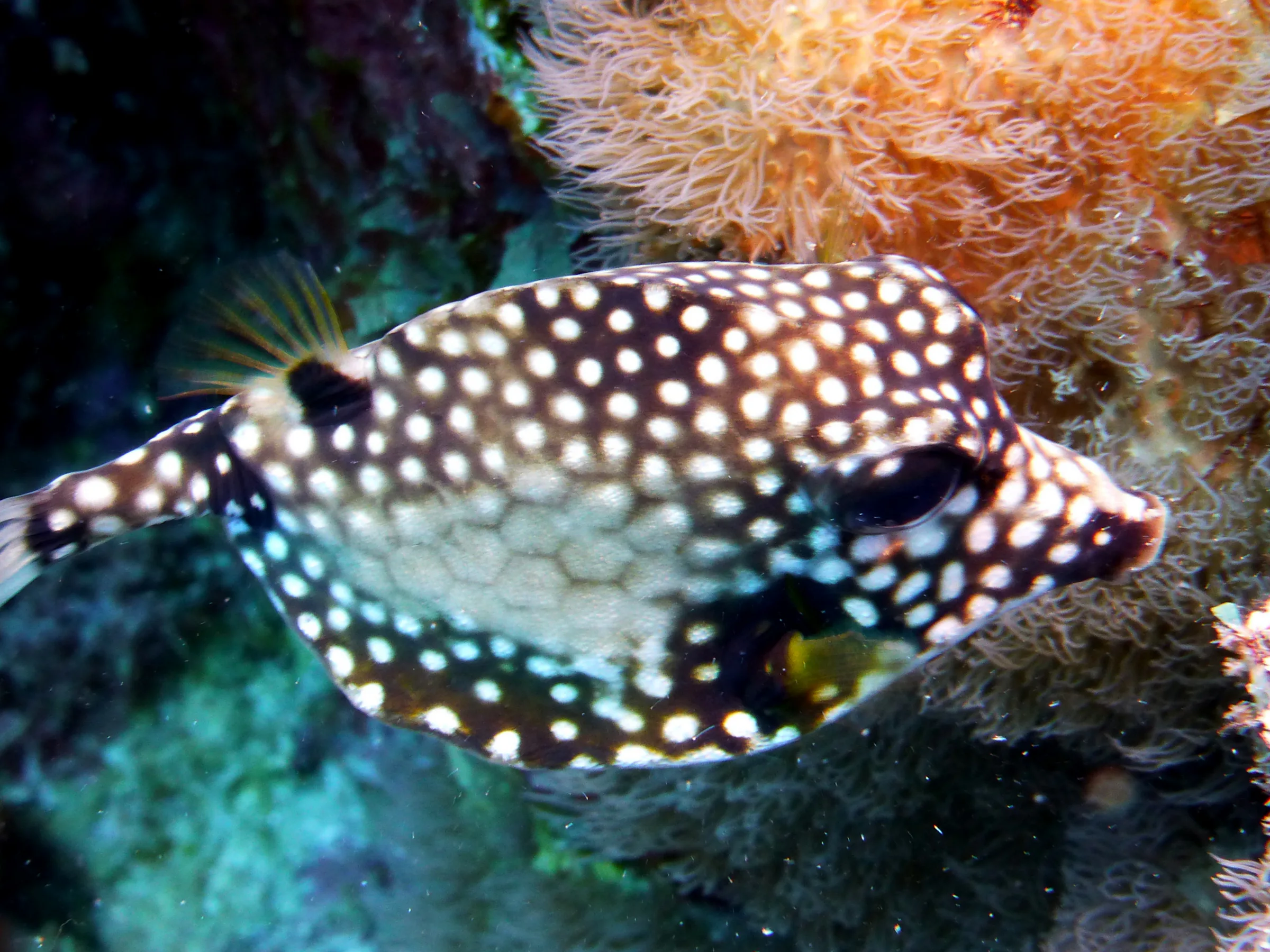 Smooth Trunkfish, Bonaire, 2013