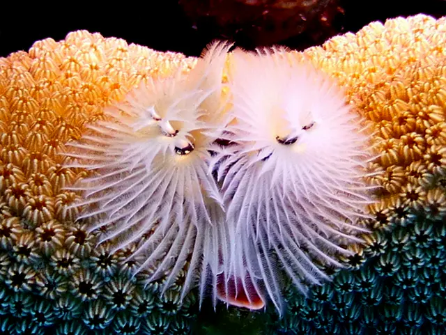 Underwater photograph by Joel Bergsma