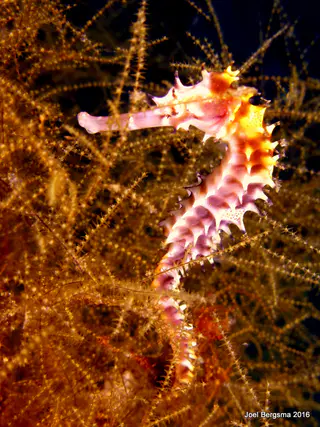 Underwater photograph by Joel Bergsma