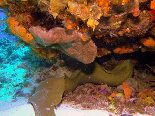Green Moray Eel.