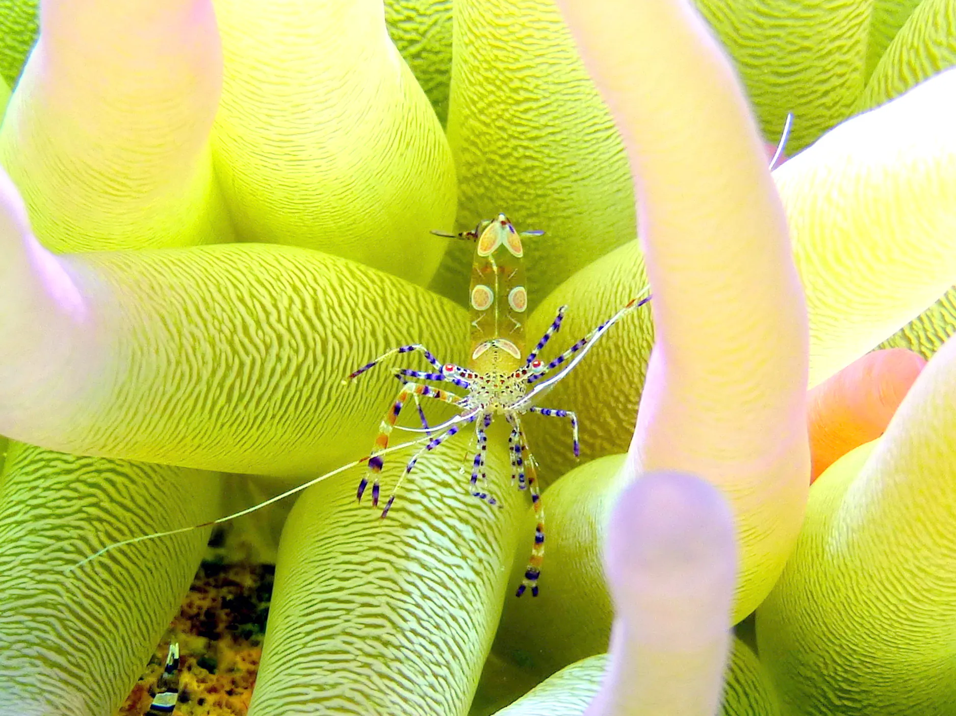 Shrimp, Bonaire, 2013