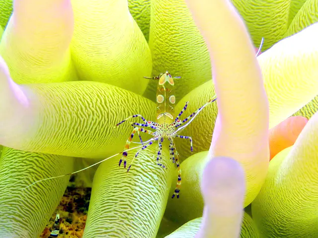 Underwater photograph by Joel Bergsma