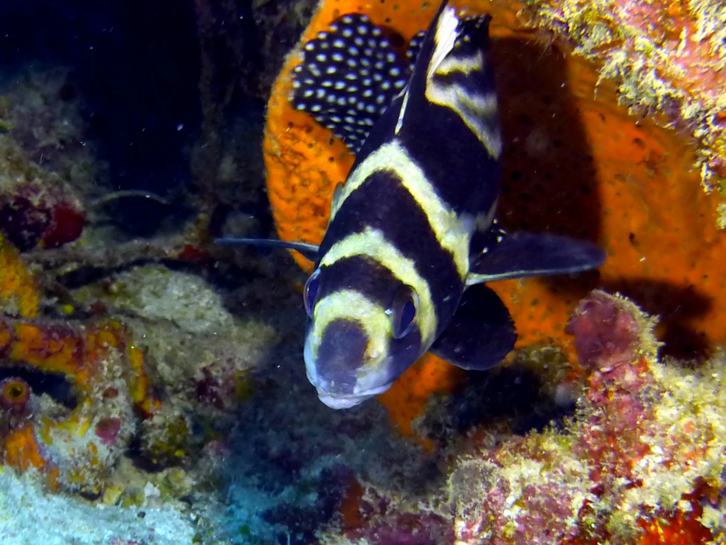 Spotted Drum Fish, Belize, 2017