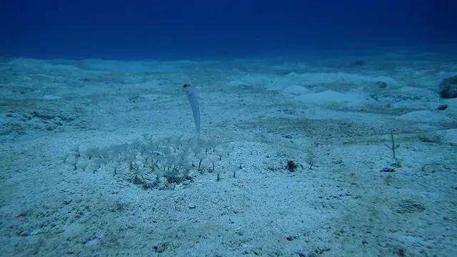 Yellowhead Jawfish