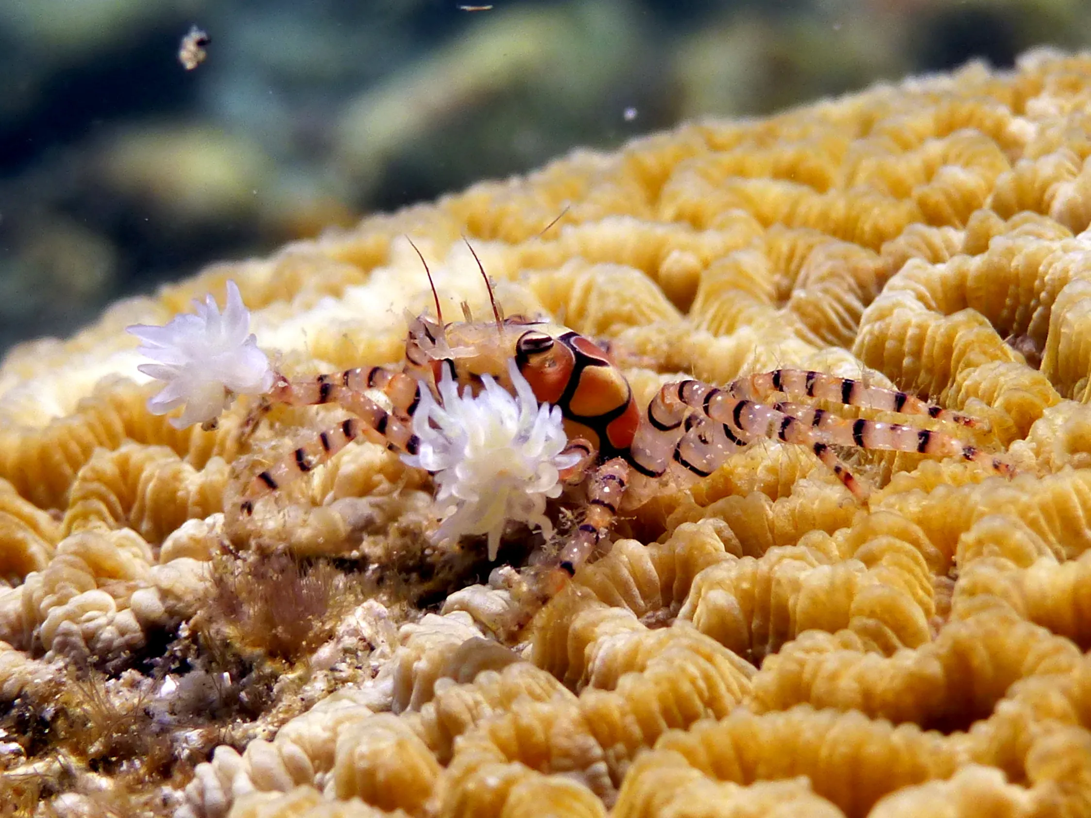 Crab, Philippines, 2014