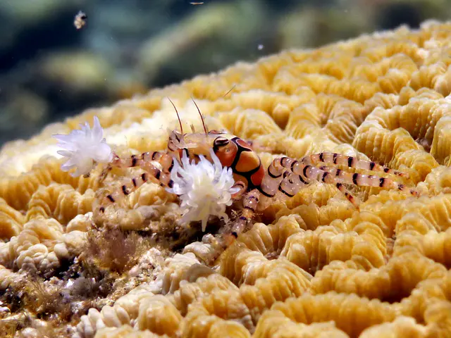 Underwater photograph by Joel Bergsma